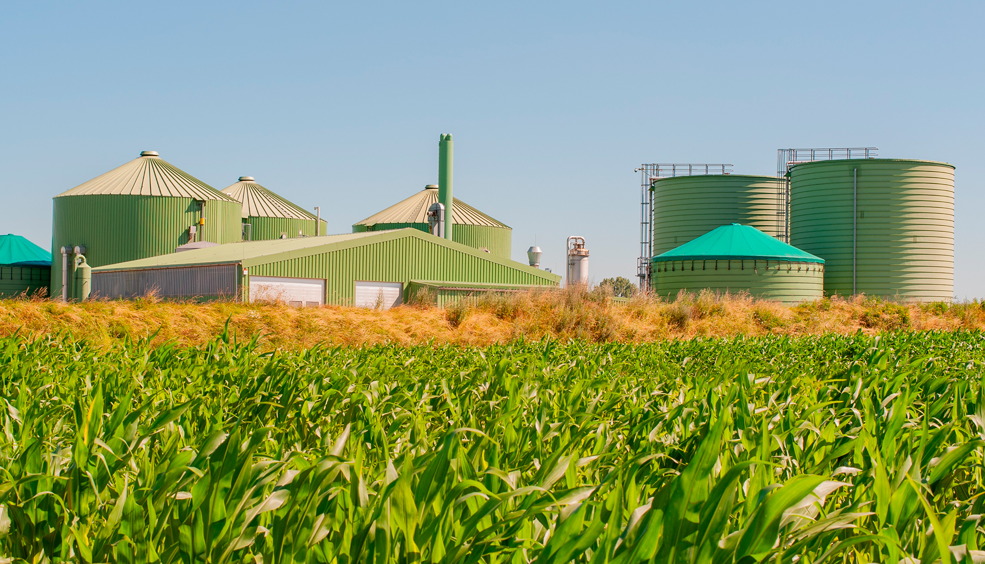 Energia dalla Biomassa